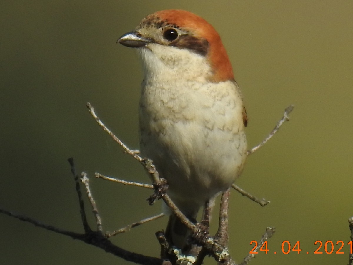 Woodchat Shrike - ML329596541