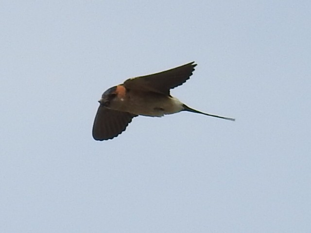 Red-rumped Swallow - ML329596731