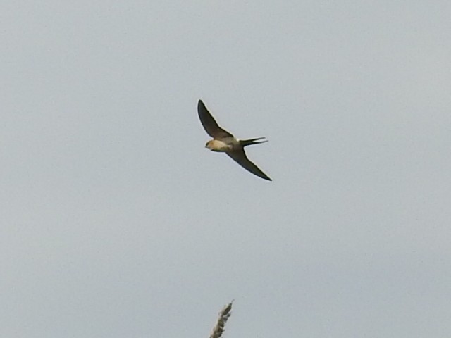 Red-rumped Swallow - ML329596751