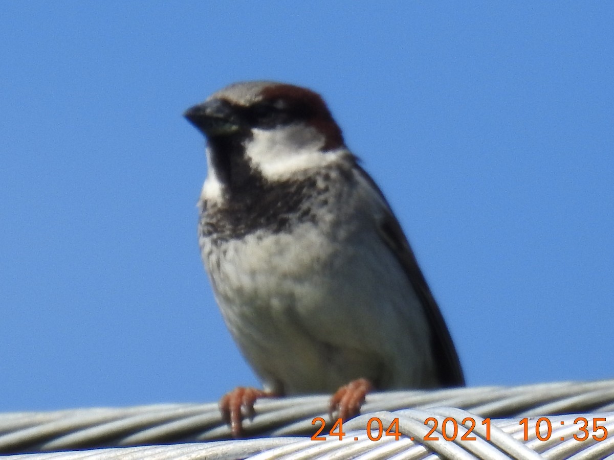 House Sparrow - ML329596761