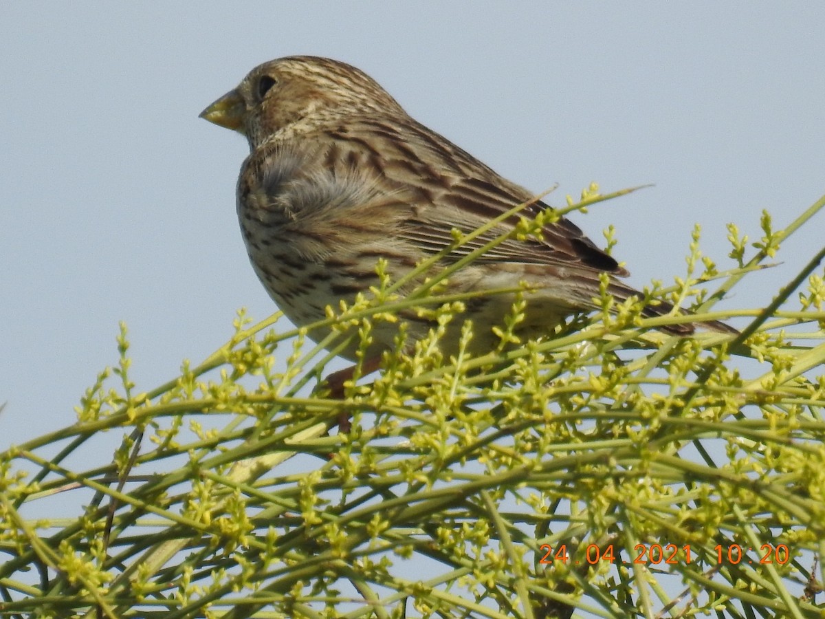 Corn Bunting - ML329596861