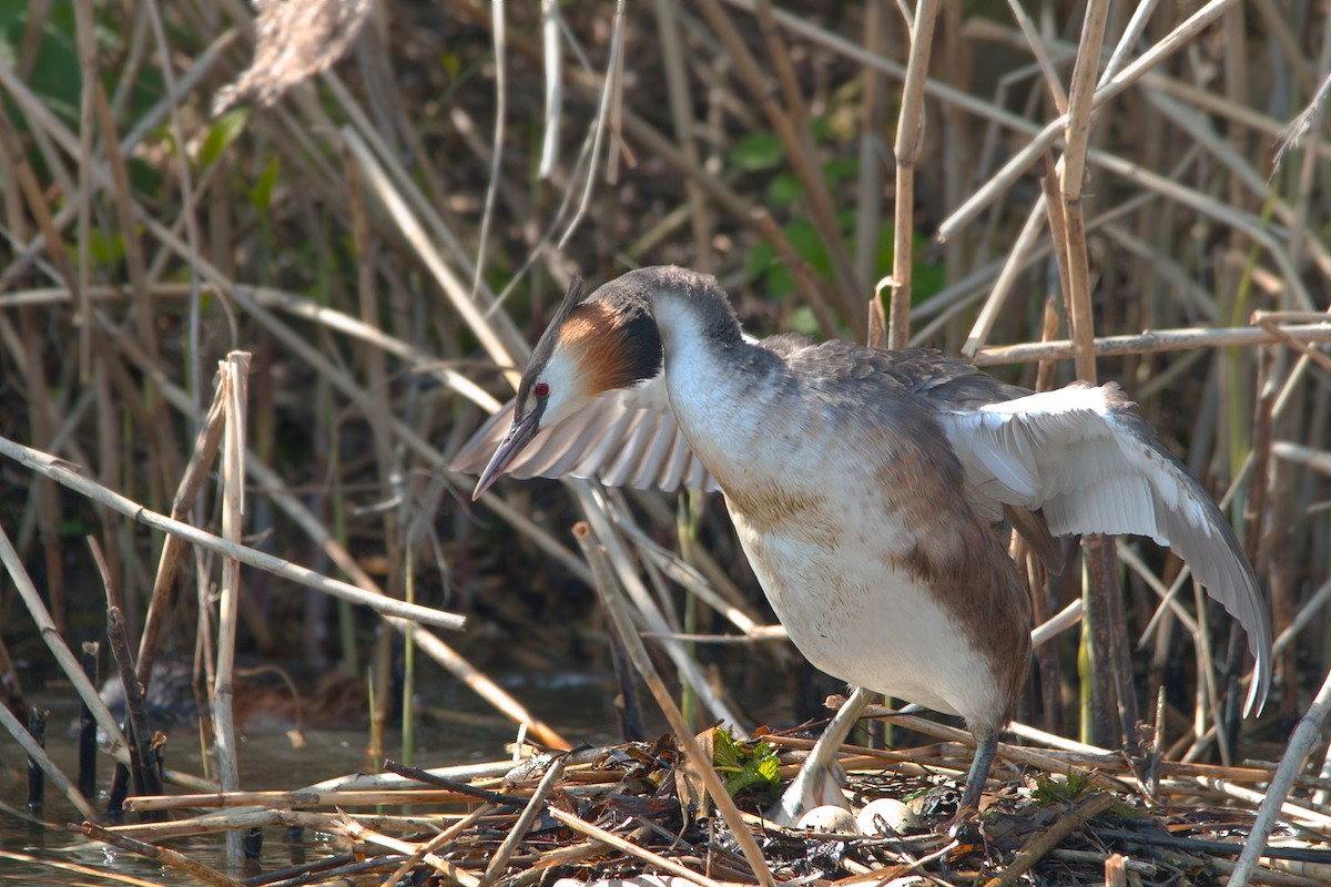 Great Crested Grebe - ML329598131