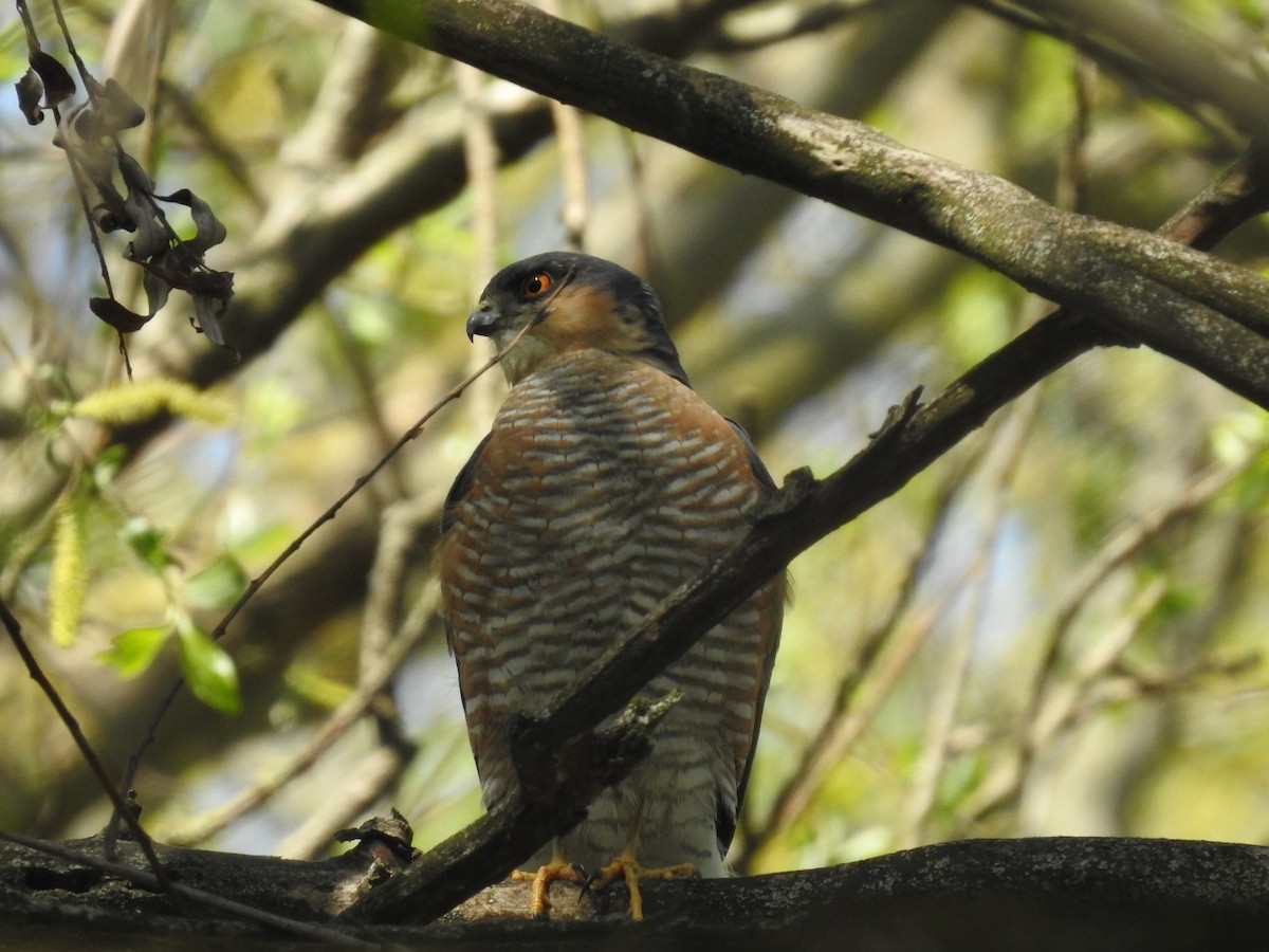 Eurasian Sparrowhawk - ML329599151