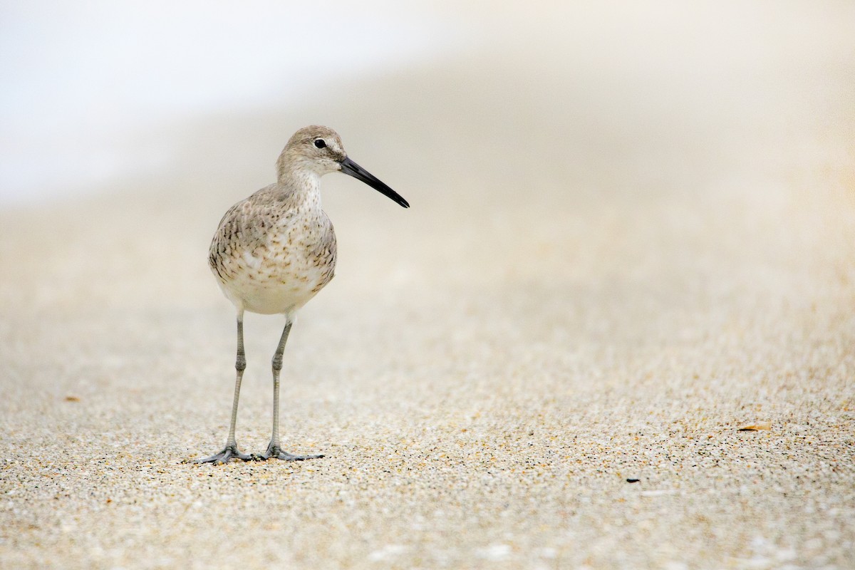 Willet - ML329599811