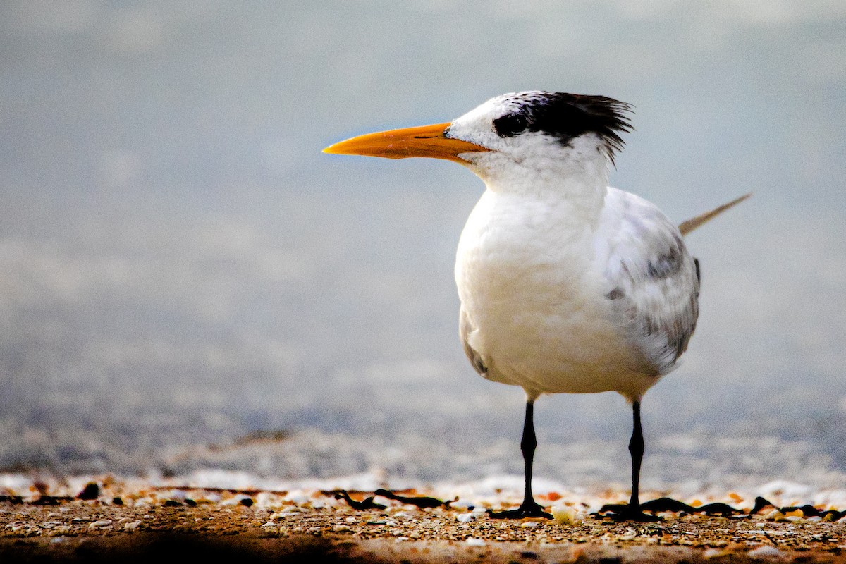 Royal Tern - Madeleine Ely