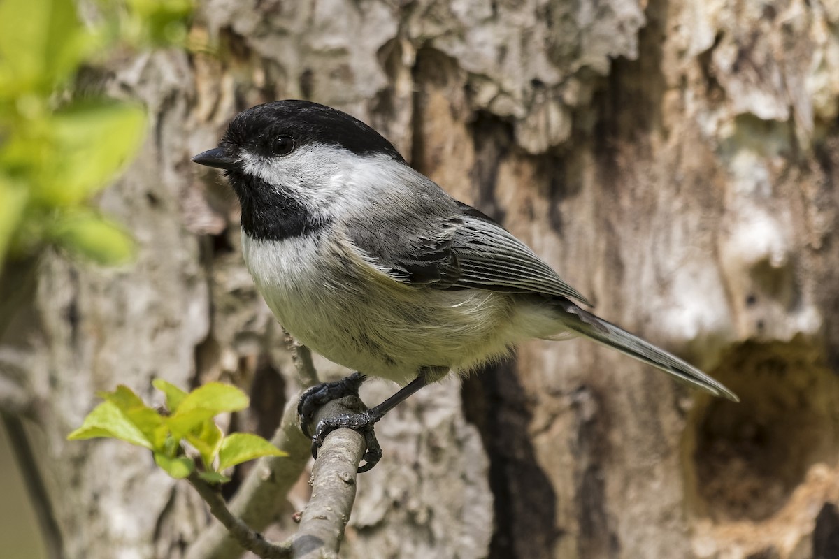 Black-capped Chickadee - ML329600211