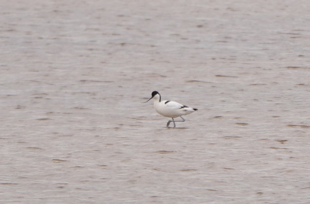 Pied Avocet - ML329601021