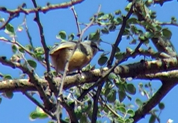 pěnička šedohřbetá (ssp. leucopsis) - ML329602081