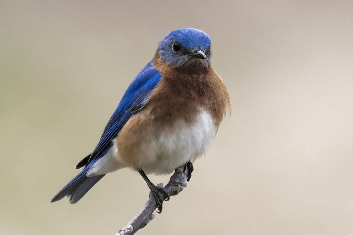 Eastern Bluebird - Don Danko