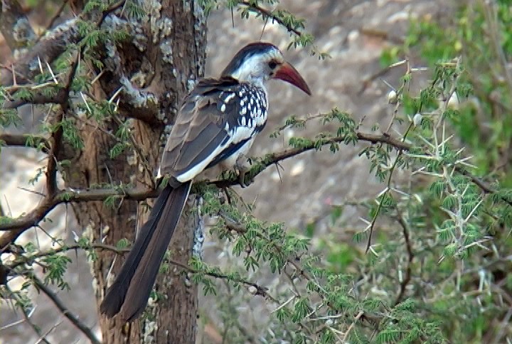 Northern Red-billed Hornbill - ML329603061