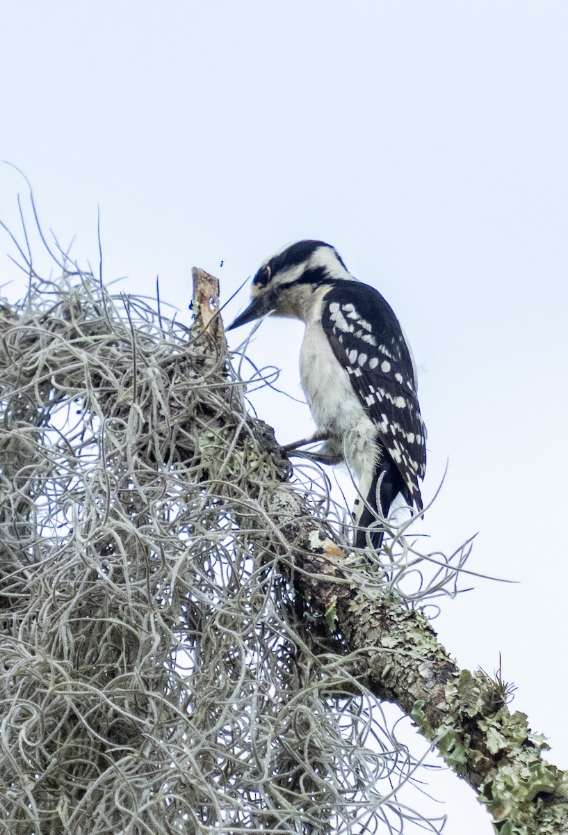 Downy Woodpecker - ML329604821