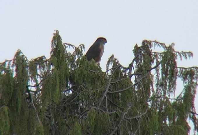 African Goshawk (Ethiopian) - ML329605771