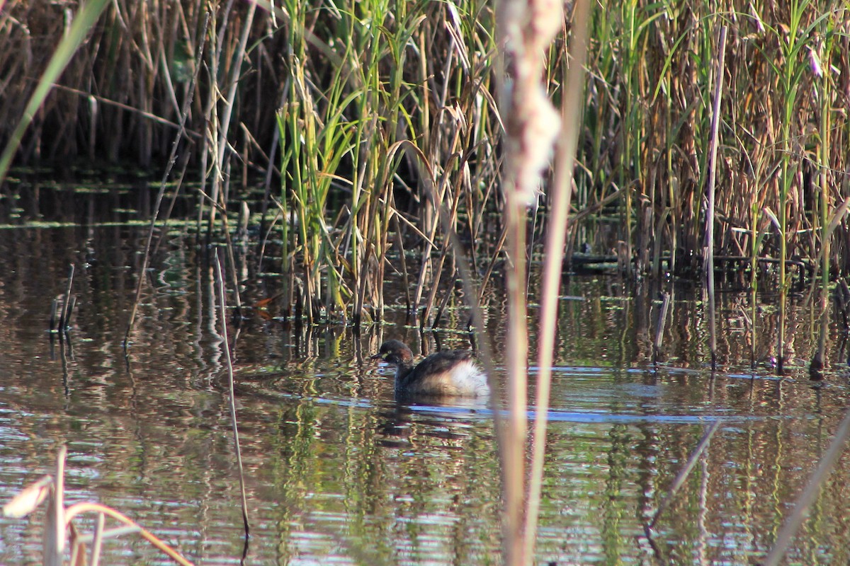 Australasian Grebe - ML329606991