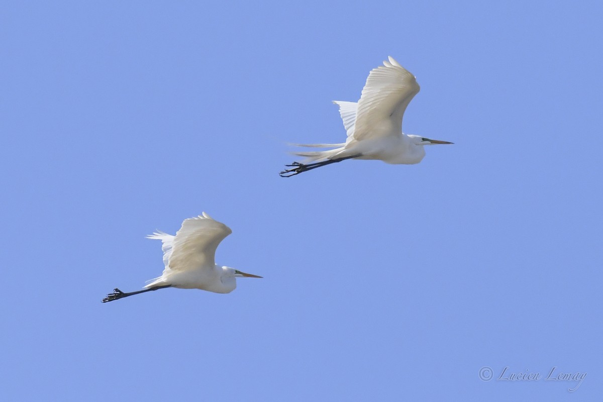 Great Egret - ML329608861