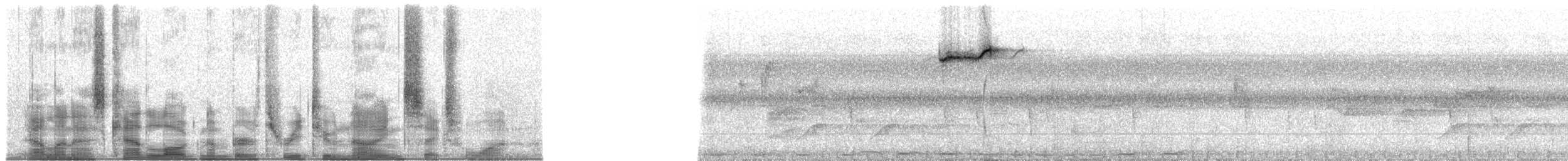 Dicée des Célèbes - ML32961