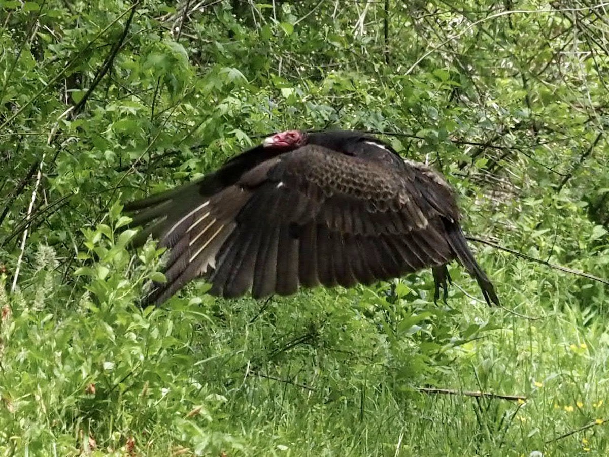 Turkey Vulture - ML329610031