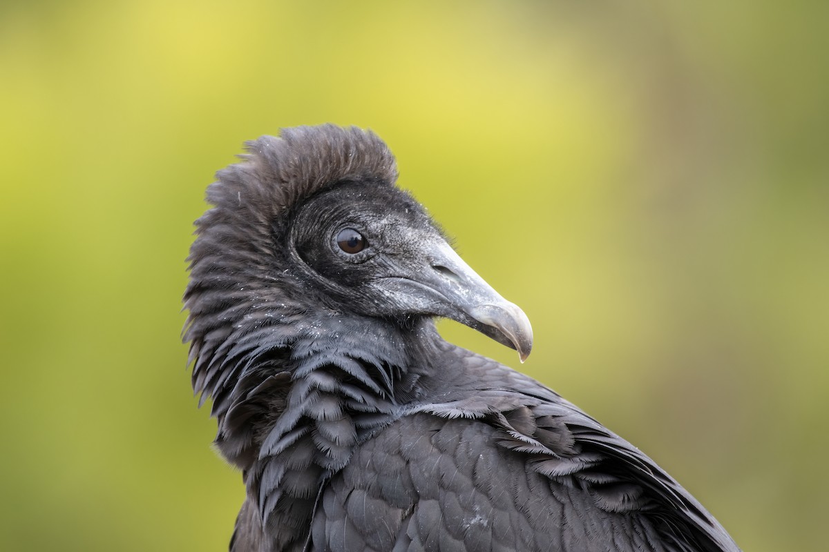 Black Vulture - ML329610191