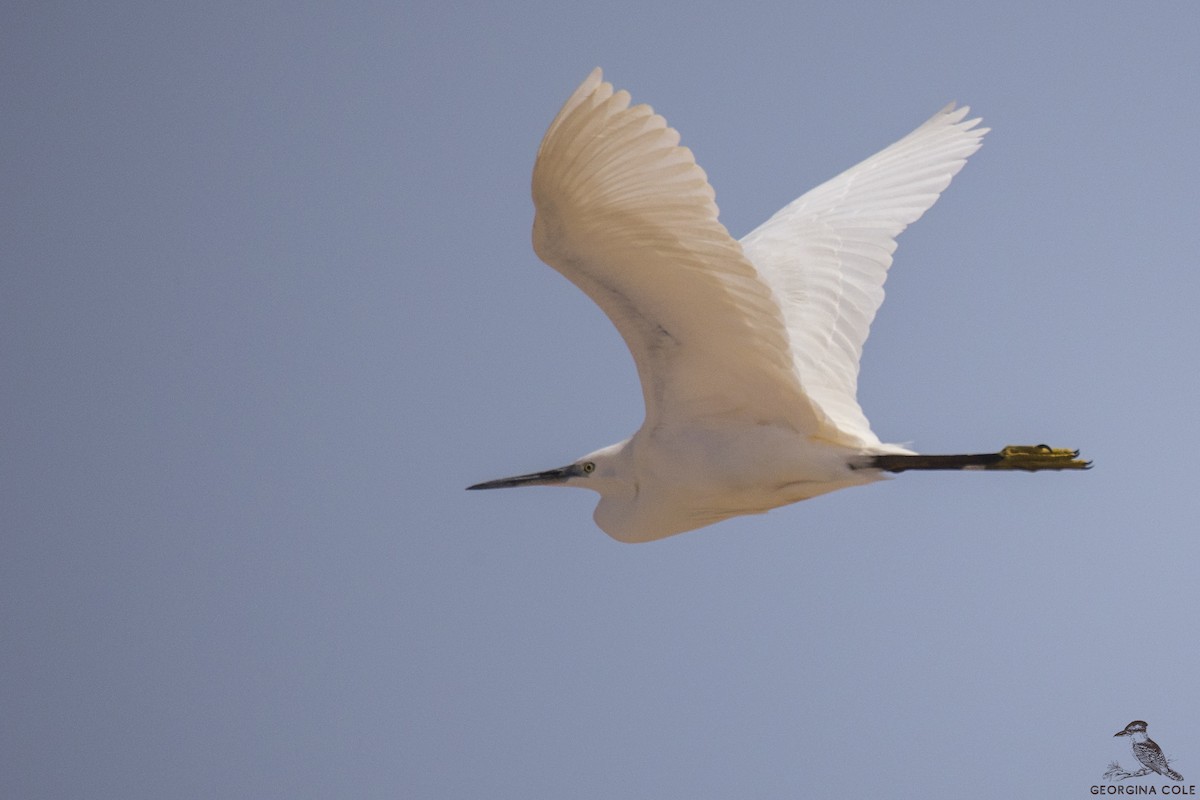 Little Egret - Georgina Cole