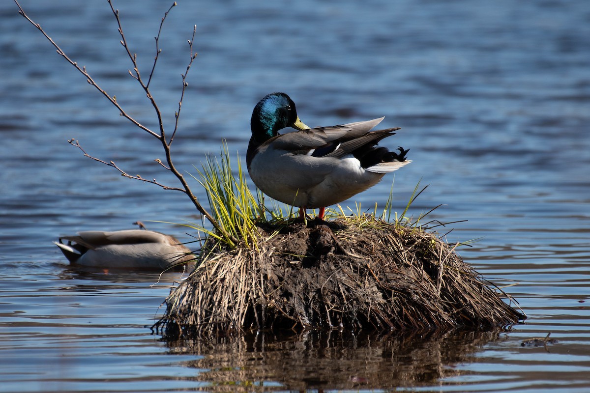 Mallard - Gerry Gerich
