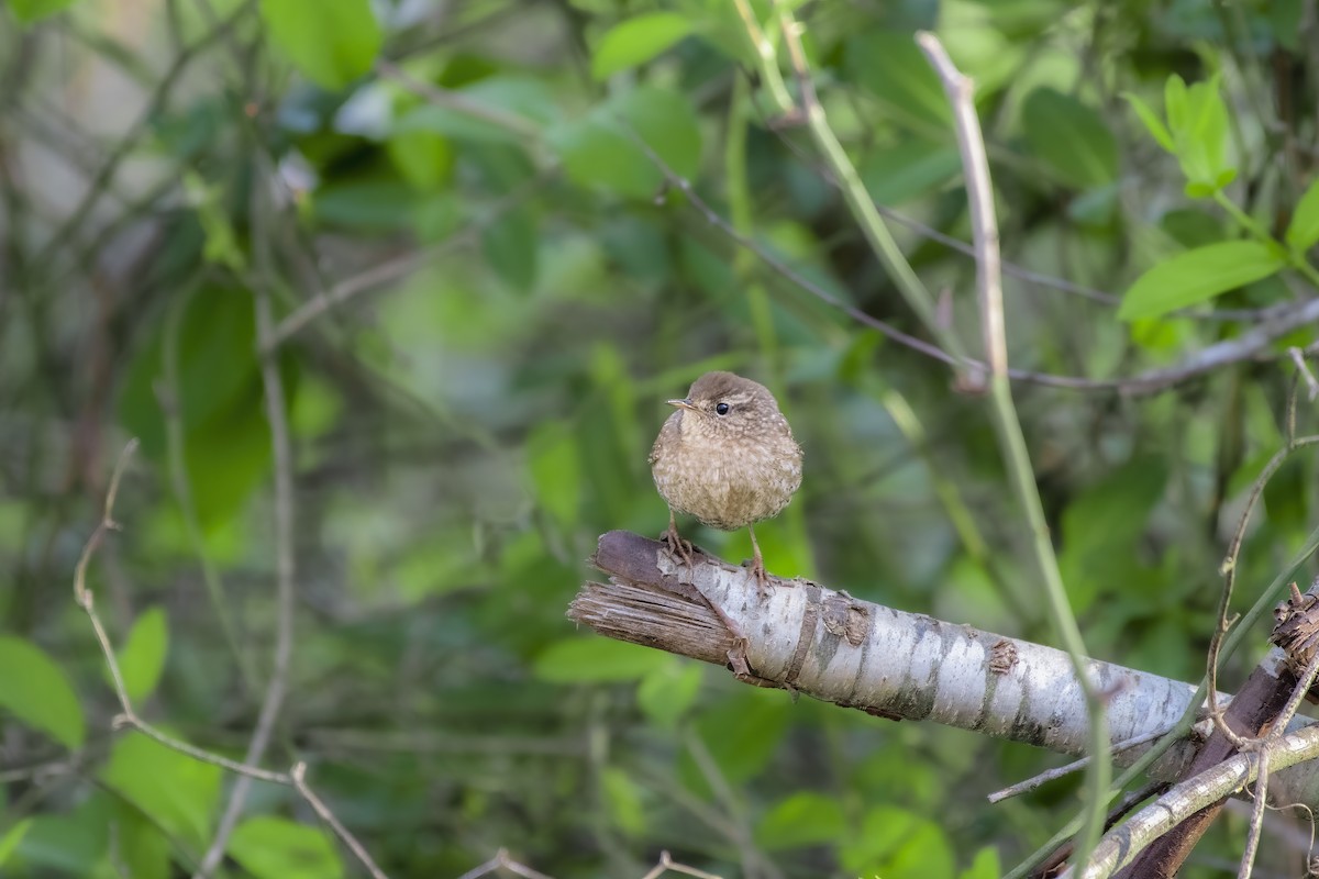 Winter Wren - ML329611201