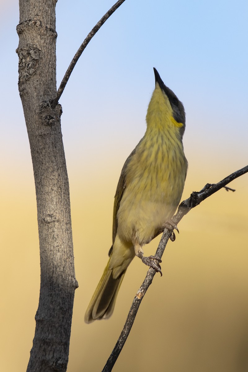 Gray-headed Honeyeater - Owen  Lawton