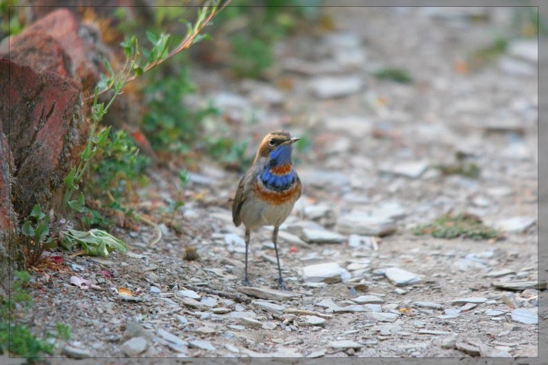 Bluethroat - ML329612041