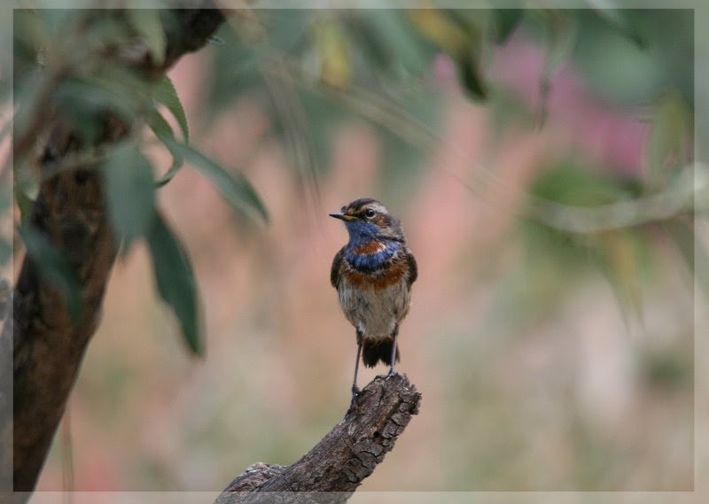 Bluethroat - ML329612071