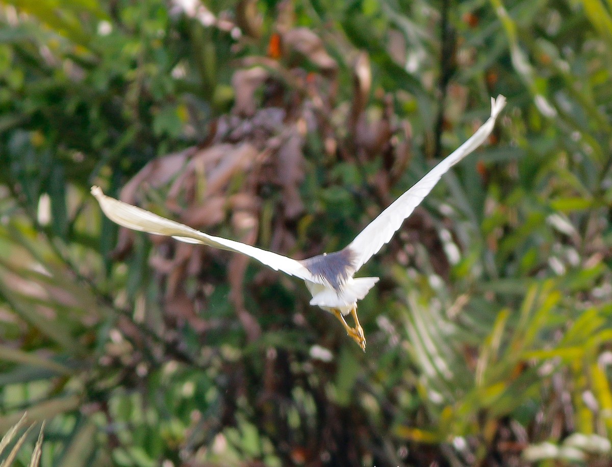 Indian Pond-Heron - ML329612301