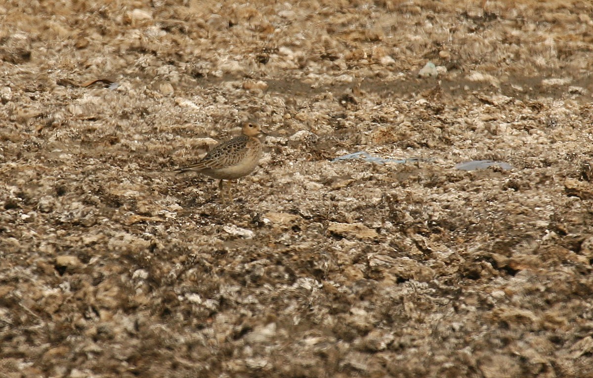 Buff-breasted Sandpiper - ML32961261