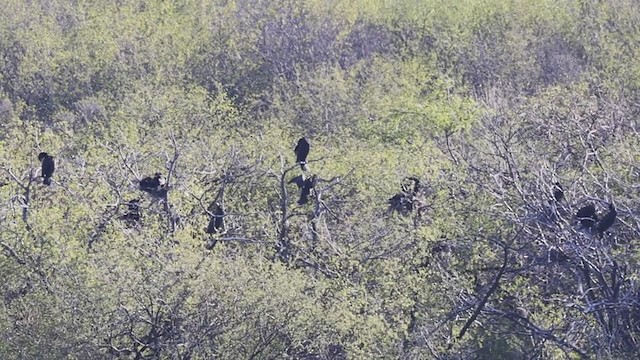 Neotropic Cormorant - ML329613041