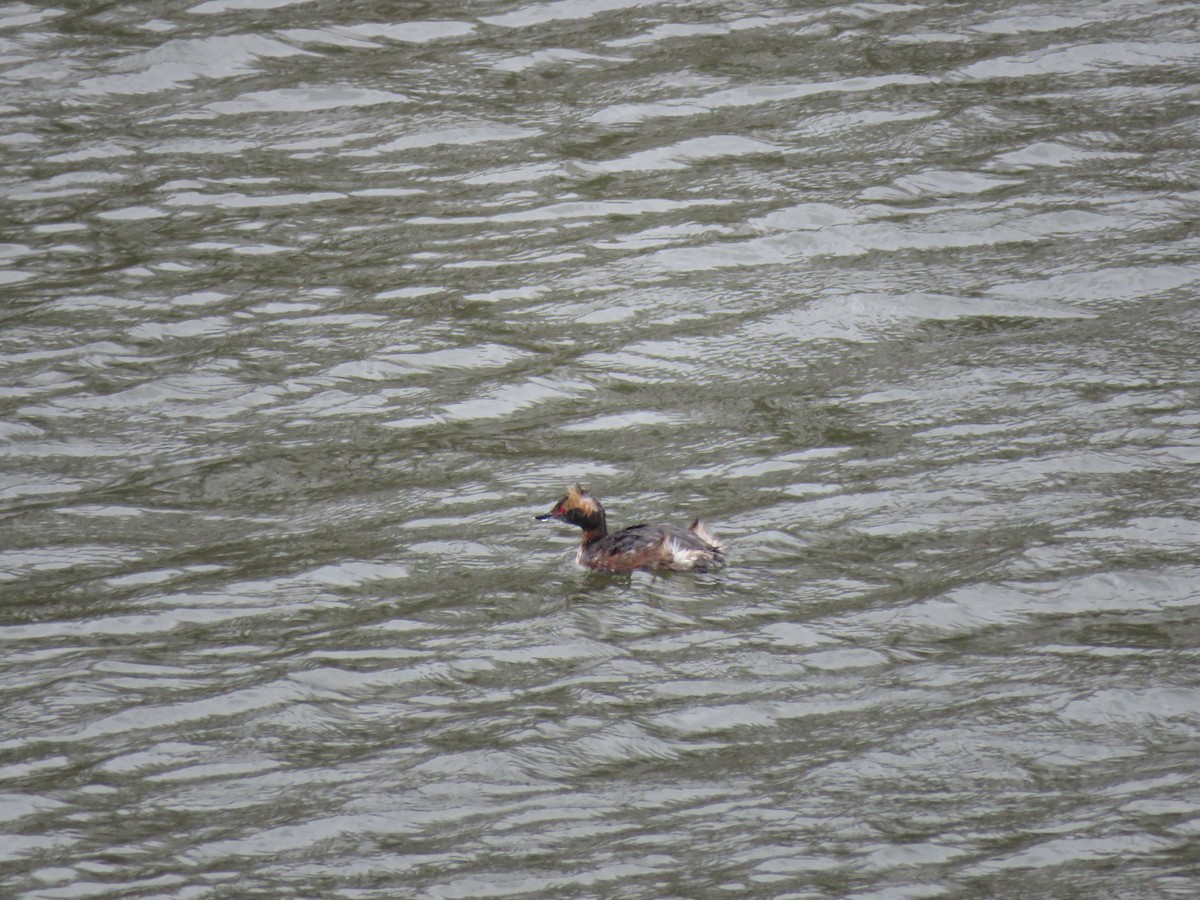 Horned Grebe - ML329613291