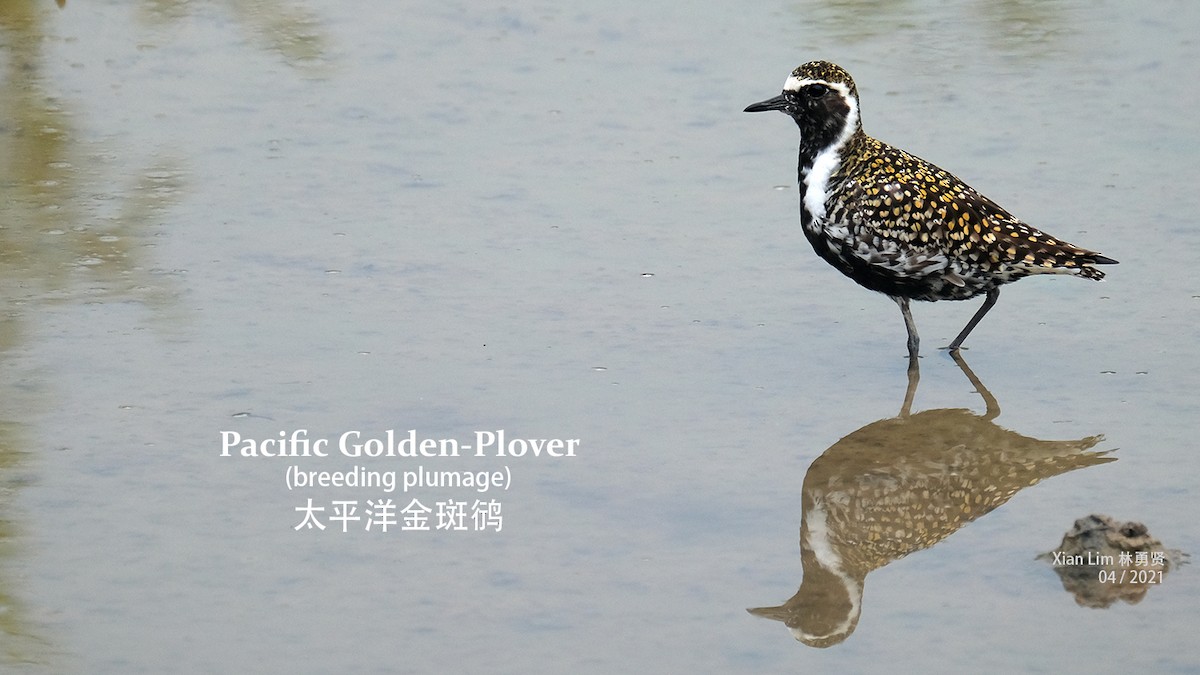 Pacific Golden-Plover - Lim Ying Hien
