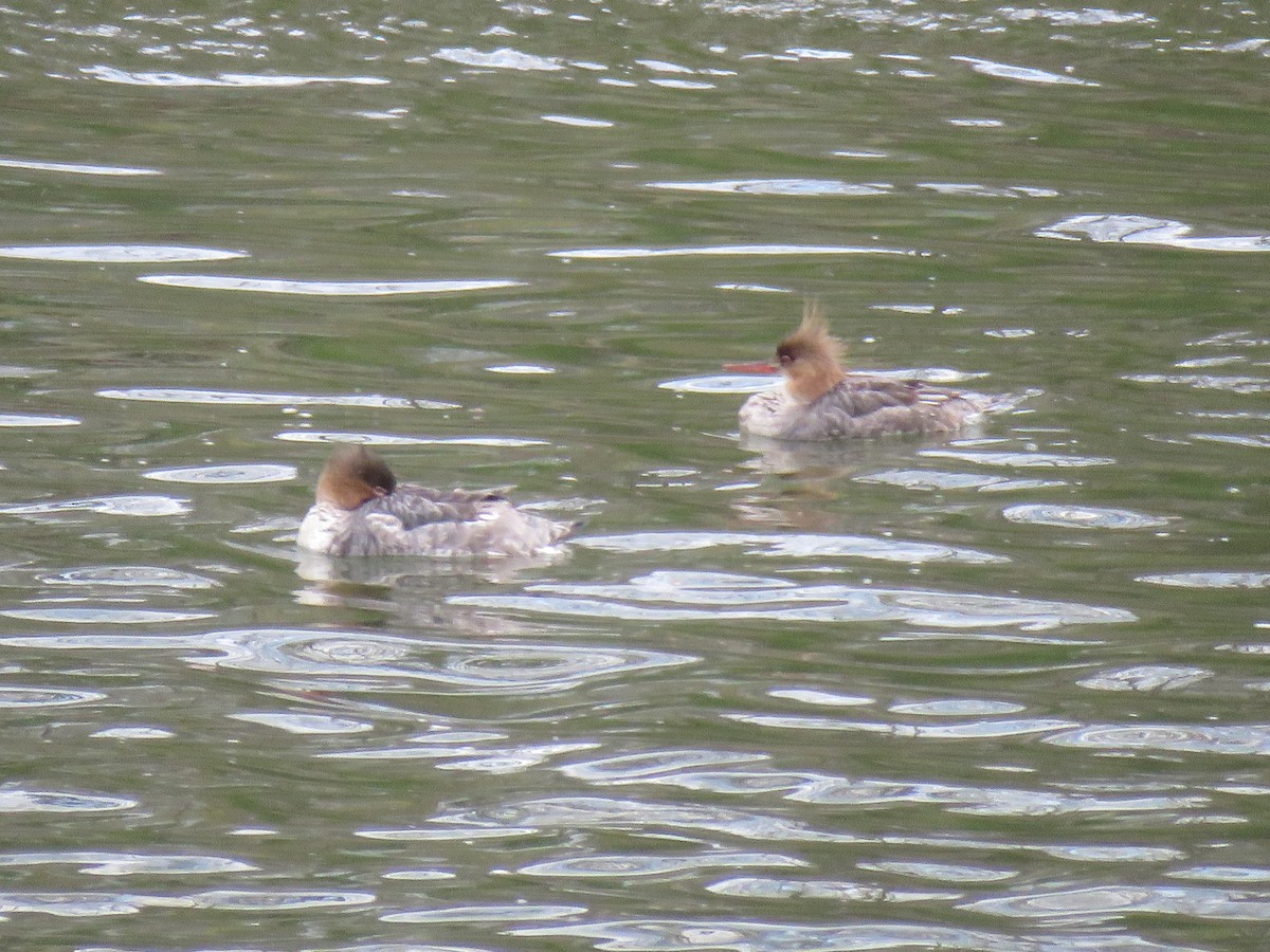 Red-breasted Merganser - ML329613531