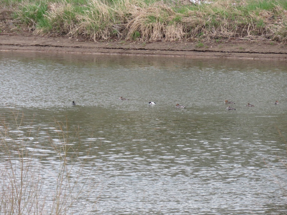 Red-breasted Merganser - ML329613851