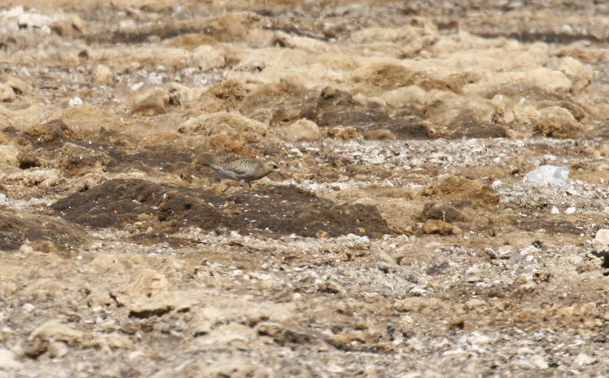 Pacific Golden-Plover - ML32961401