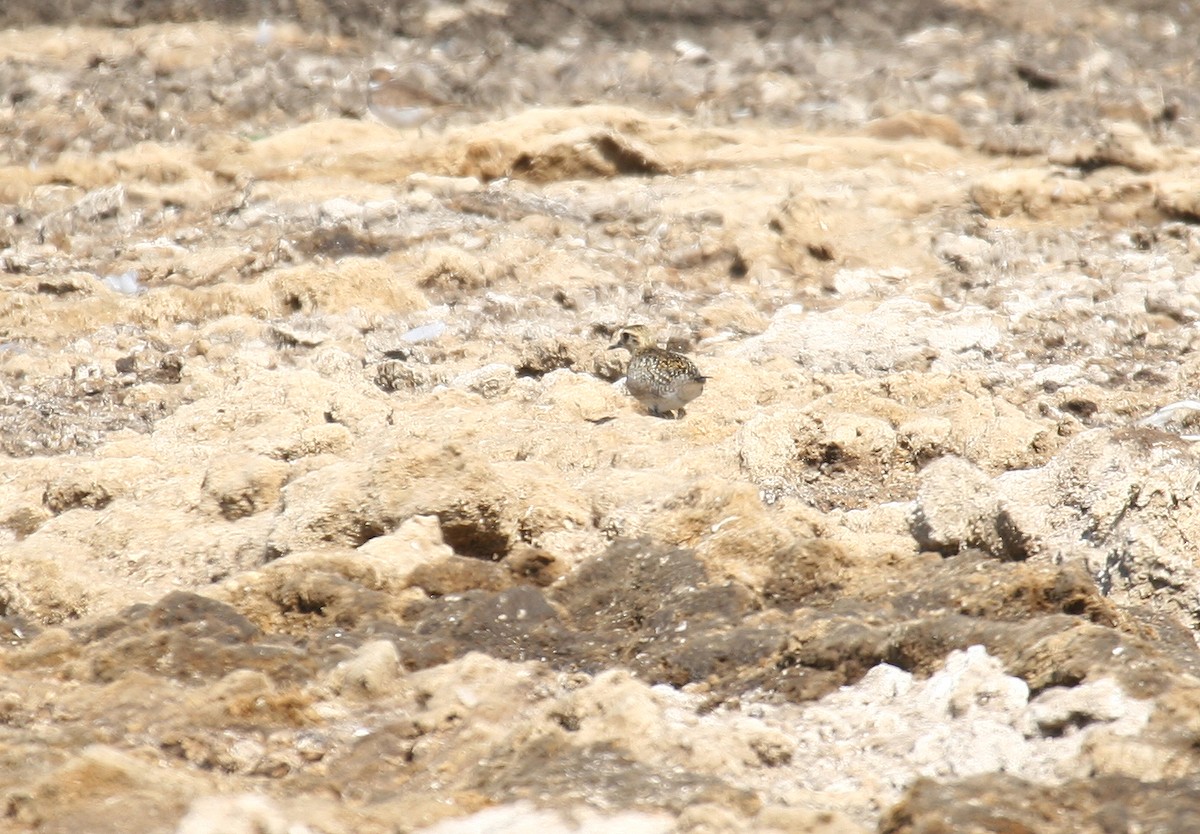 Pacific Golden-Plover - ML32961421