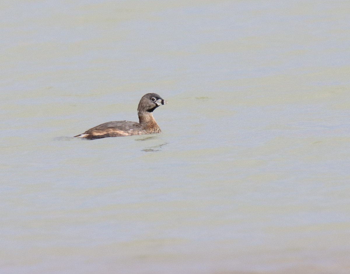 Pied-billed Grebe - ML329615941
