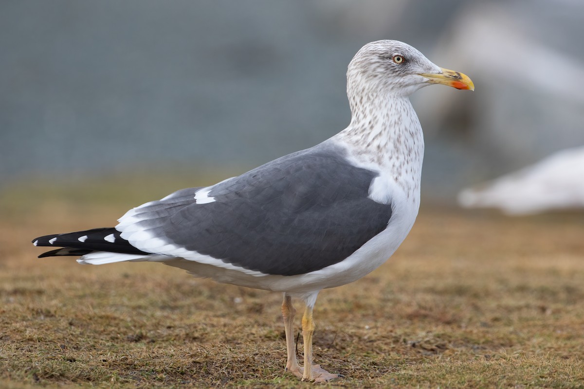 Lesser Black-backed Gull - ML329617751