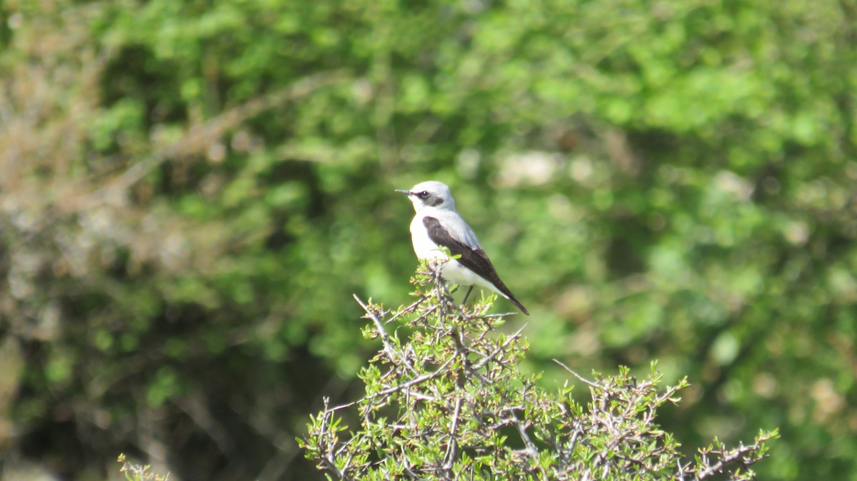 Northern Wheatear - ML329617871