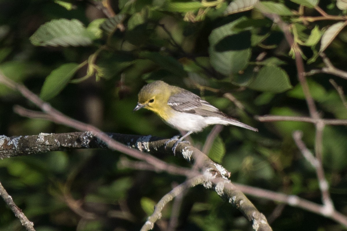 Yellow-throated Vireo - ML32961821