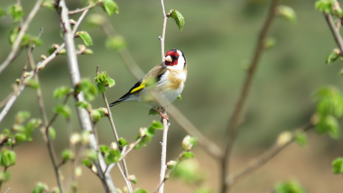 European Goldfinch - ML329619091