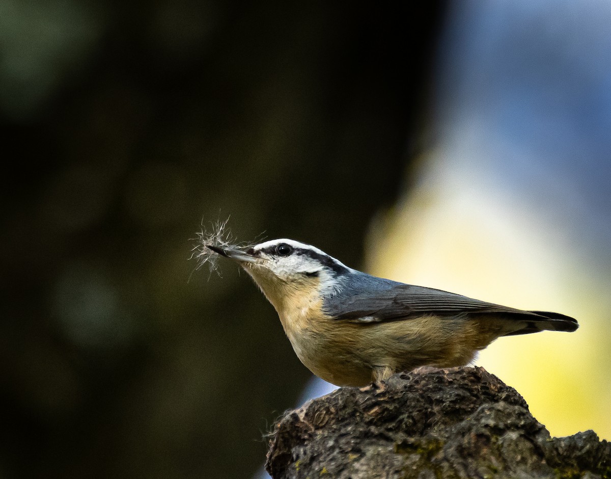 Red-breasted Nuthatch - ML329619931