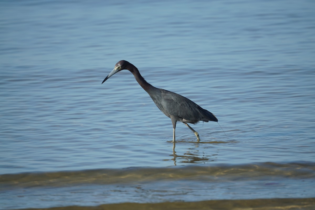 Little Blue Heron - ML32962081