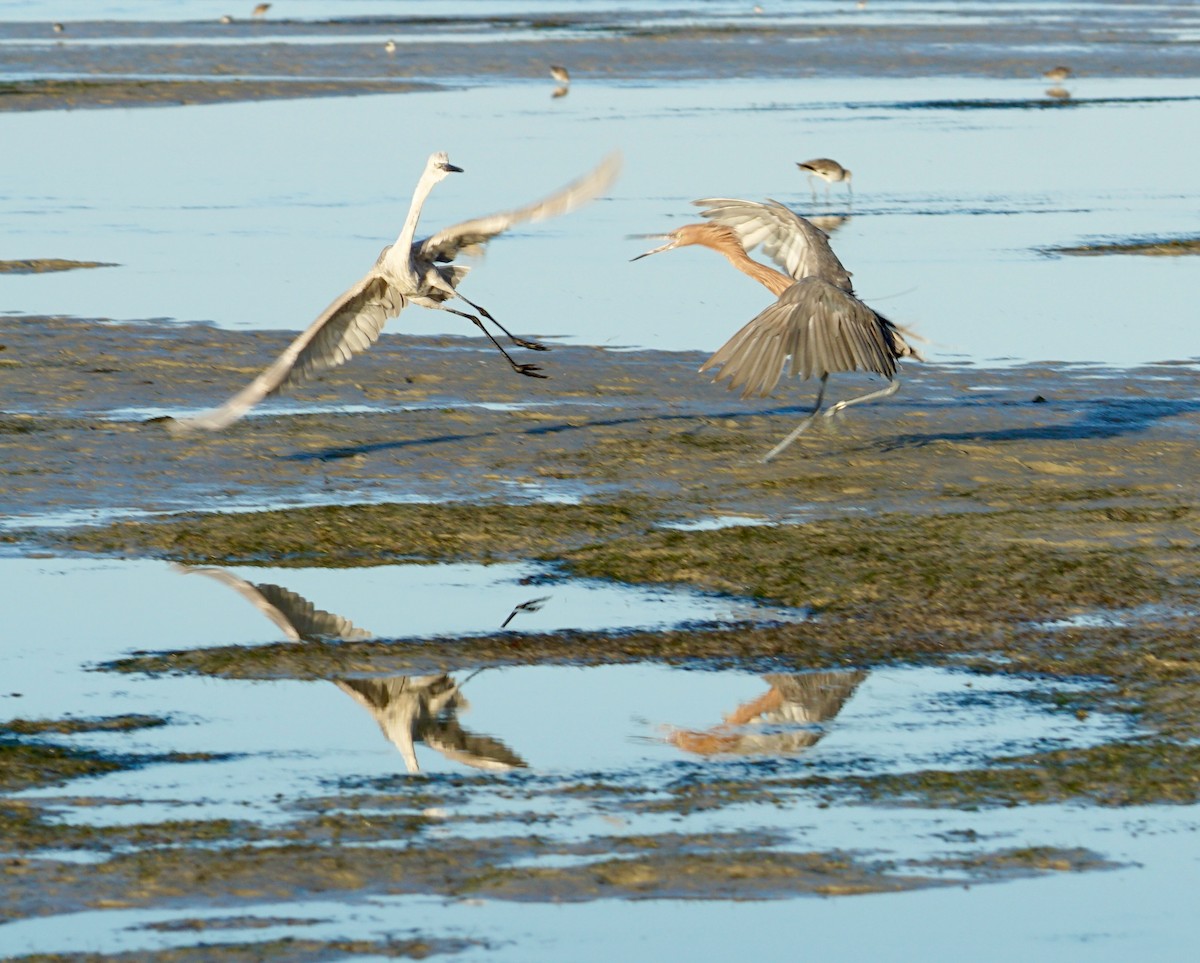 Reddish Egret - ML32962191