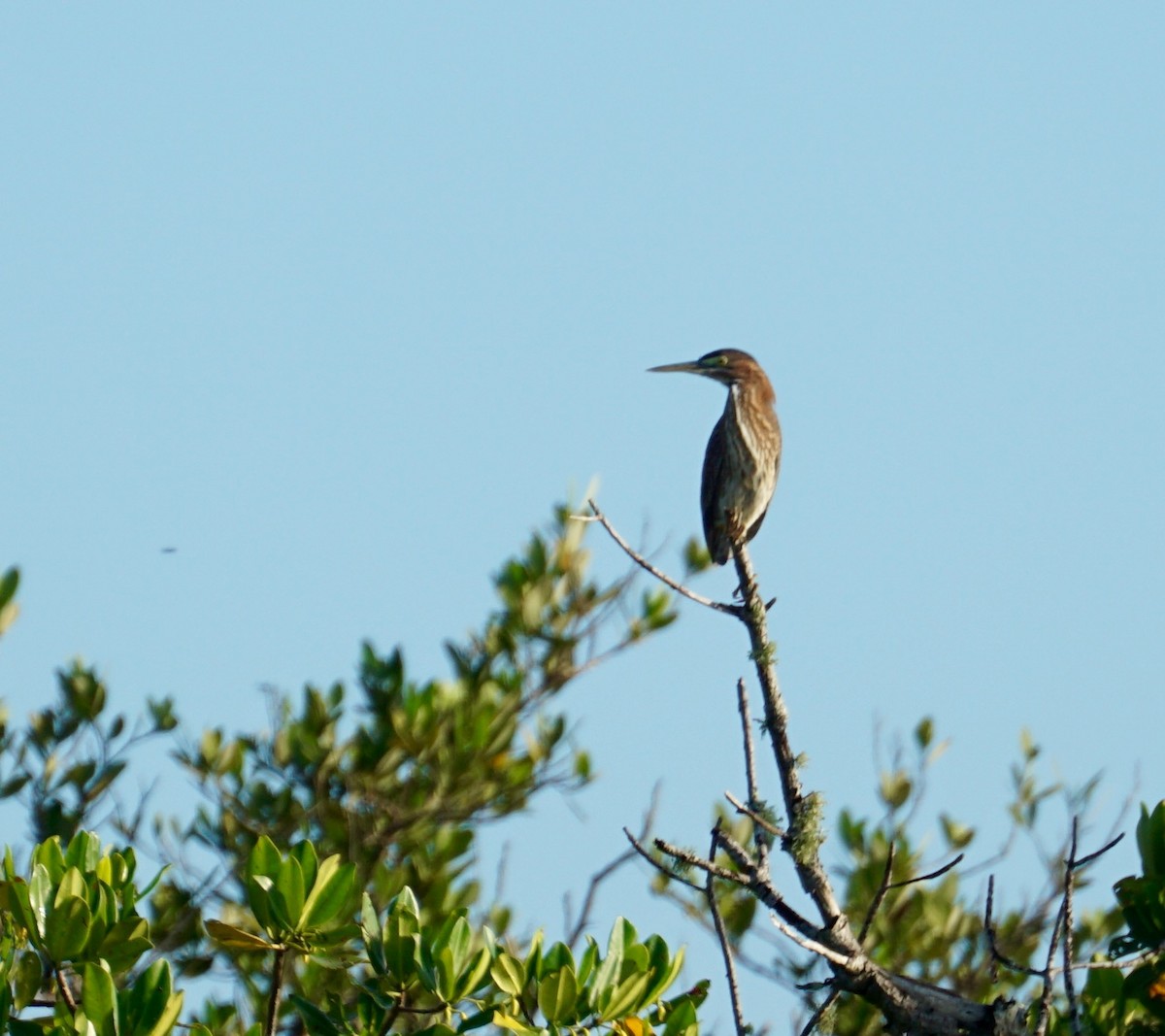 Green Heron - ML32962341