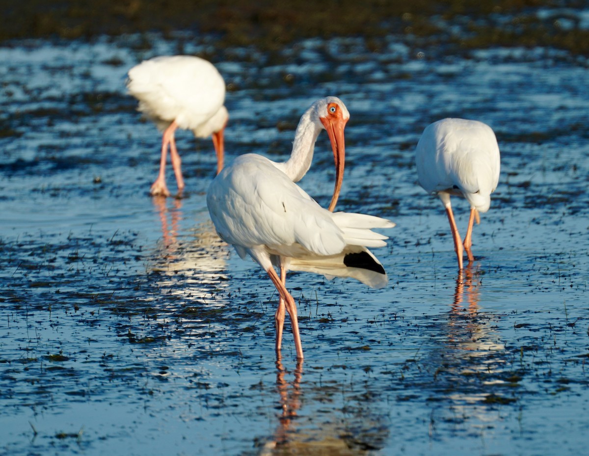 White Ibis - Doreen LePage