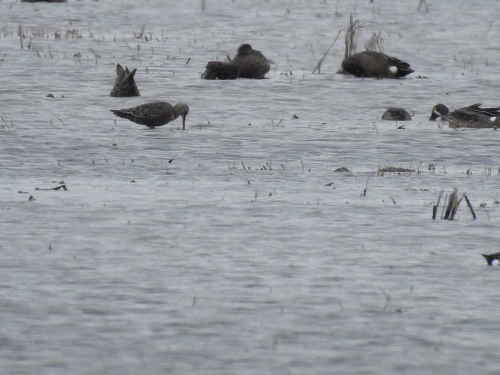 Hudsonian Godwit - Kenny Nichols