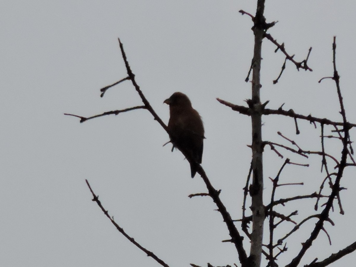 Red Crossbill - ML329624301