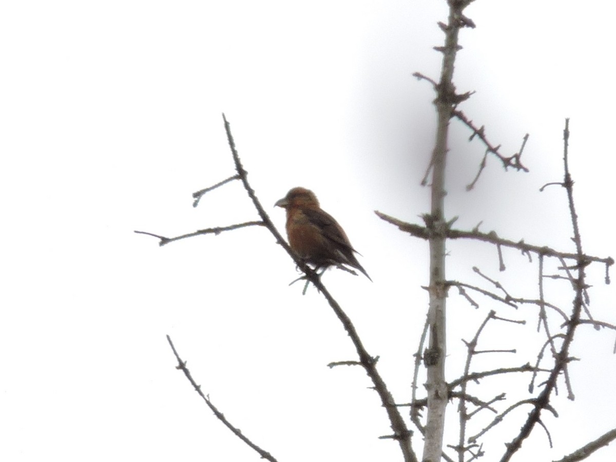 Red Crossbill - ML329624311