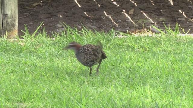 Buff-banded Rail - ML329626131